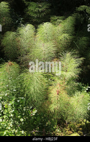 Marsh horsetail, Equisetum palustre Stock Photo