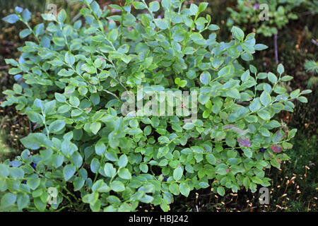 Blueberry, Bilberry, Vaccinium myrtillus Stock Photo