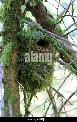 Nest of a wren, Troglodytes troglodytes Stock Photo