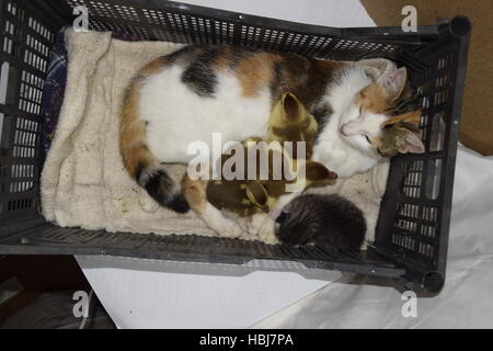 Cat foster mother for the ducklings Stock Photo