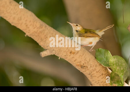nice bird Warbler sits on tree branch Stock Photo