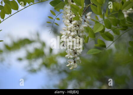 Flowering acacia white grapes Stock Photo