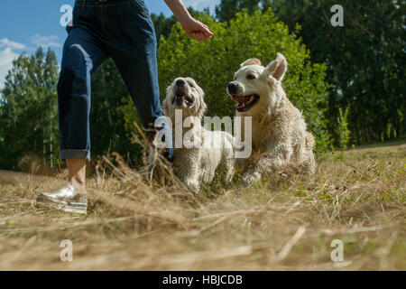 Girl with dogs Stock Photo