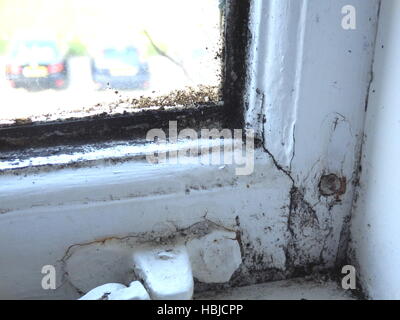 window, rotten, wood rot, window frame, timber wet rot, paint peeling ...