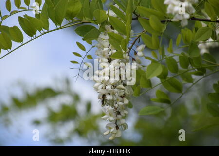 Flowering acacia white grapes Stock Photo