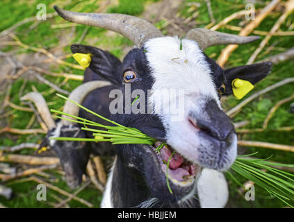 Goat eating grass Stock Photo