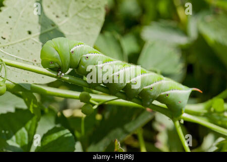 Tobacco hornworm (Manduca sexta), AKA Goliath worm - Virginia USA Stock ...