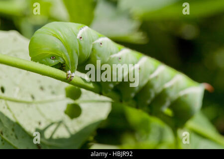 Tobacco hornworm (Manduca sexta), AKA Goliath worm - Virginia USA Stock Photo