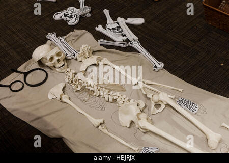 Human skeleton model in classroom - USA Stock Photo