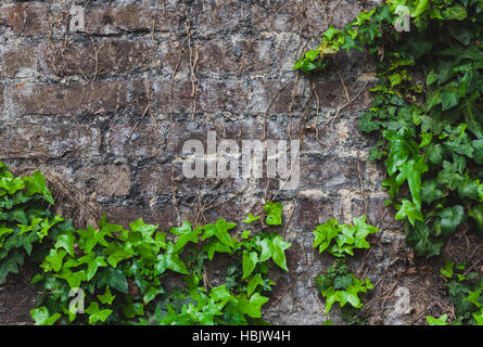 Green ivy on a wall Stock Photo