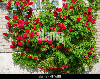 bush of red roses Stock Photo