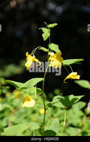 Impatiens noli-tangere, Touch-me-not balsam Stock Photo