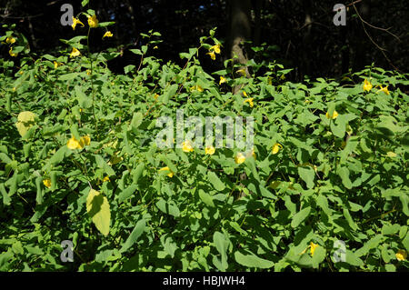 Impatiens noli-tangere, Touch-me-not balsam Stock Photo
