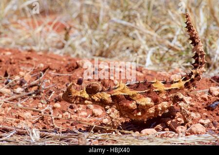 Side view of a Thorny Devil lizard (Moloch horridus) camouflaged in the red sand desert in Northern Territory, Australia. Stock Photo