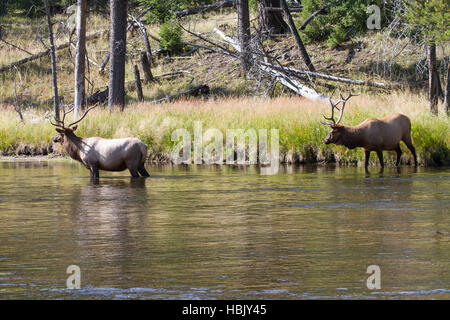 Elk bull 13 Stock Photo