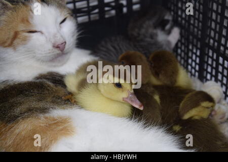 Cat foster mother for the ducklings Stock Photo