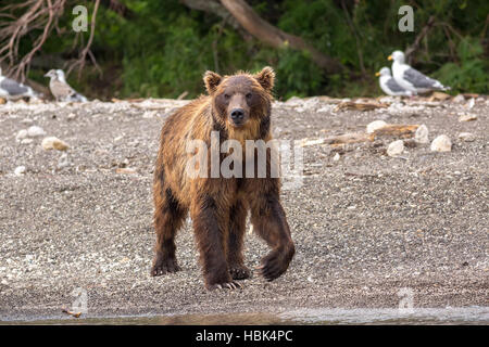 Brown bear on the shore of Kurile Lake. Brown bear on the shore of Kurile Lake.