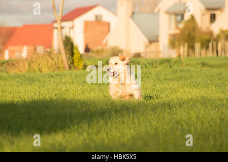 Golden Retriever running in the fields Stock Photo