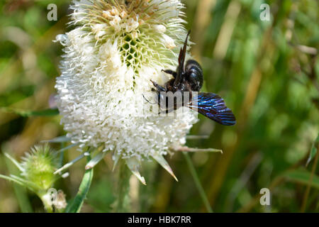 Carpenter bee on a bur Stock Photo