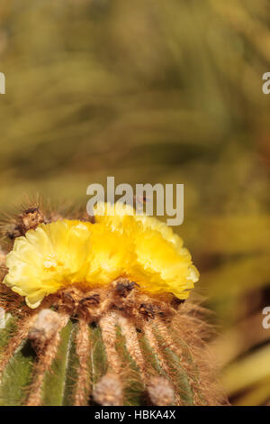 Yellow cactus flower on Notocactus warasii Stock Photo