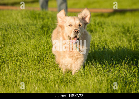 Golden Retriever Running in Green Grass. Stock Photo