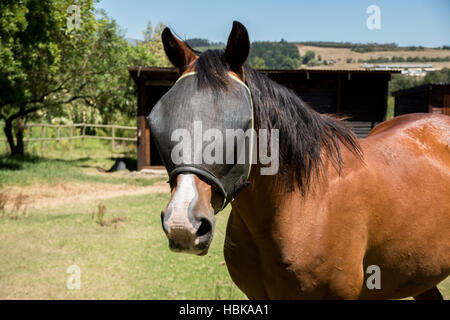 Portrait of a Horse with Fly Net. Stock Photo