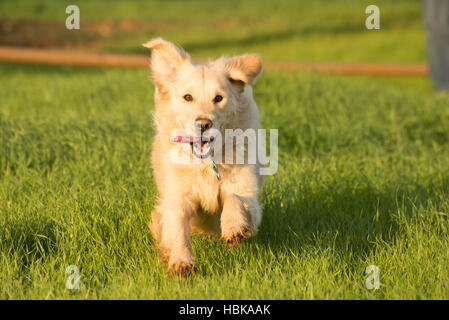 Golden Retriever Running in Green Grass. Stock Photo