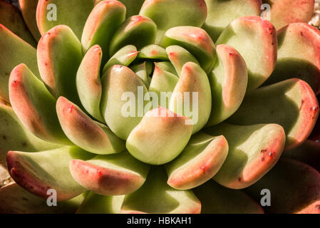 Succulent Plant Up Close Stock Photo