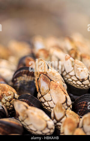 Pelagic gooseneck barnacles, Lepas anatifera