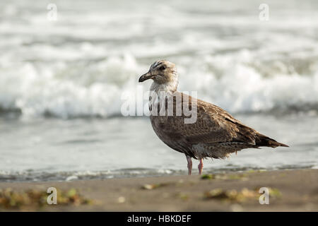 Pacific Gull on the shore of Ocean. Stock Photo