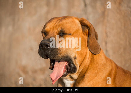 Boerboel dog yawning Stock Photo