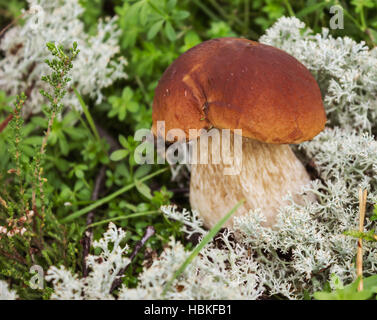 Mushroom boletus on the moss in september Stock Photo