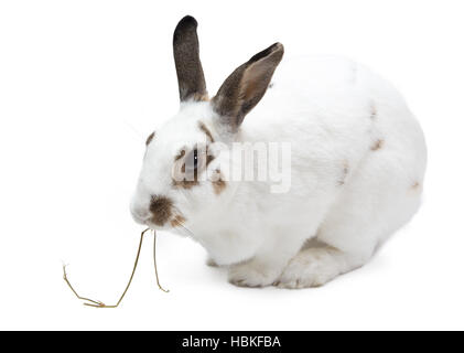 domino falling playing game on white background Stock Photo