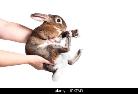 hand hold cute brown bunny isolated on white background Stock Photo
