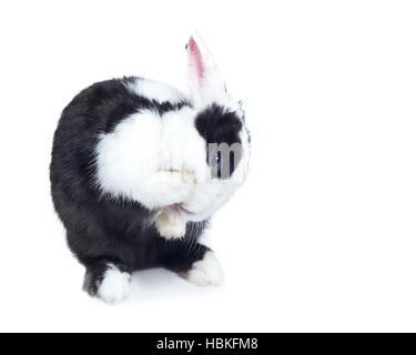 cute black and white bunny cleaning himself Stock Photo