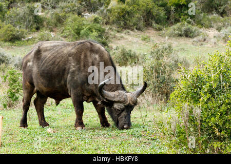 Eating - African Buffalo Syncerus caffer Stock Photo