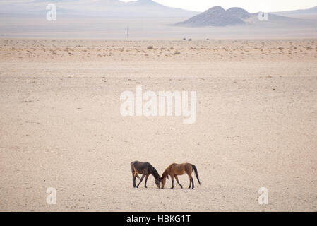 Two wild horses in desert Stock Photo