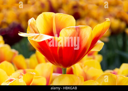 Red with yellow tulip in flowers field Stock Photo