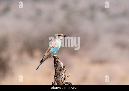 A perched European Roller Stock Photo