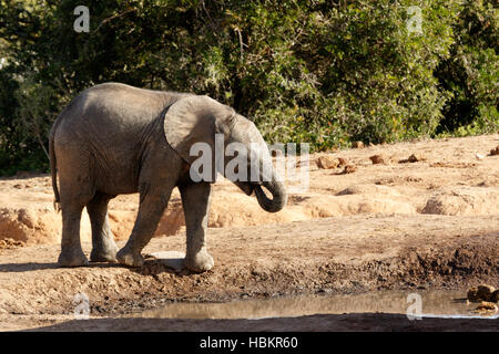 African Bush Baby Elephant drinking water