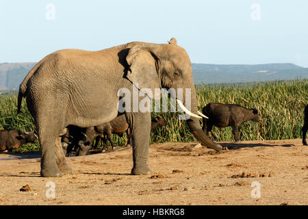 I am BIG The African Bush Elephant Stock Photo