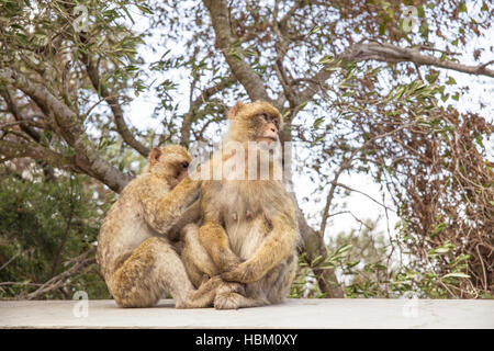 Two Macaques on the Gibraltar rock. Stock Photo