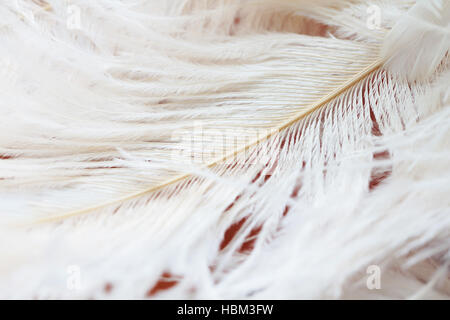White feathers background Stock Photo