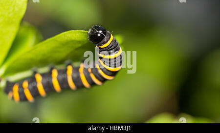 One caterpillar in a tree. Blurred background, selective focus Stock Photo