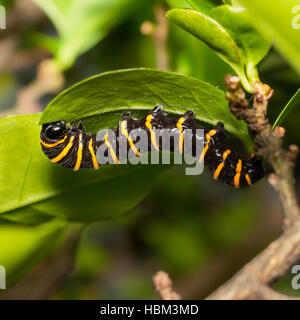 Caterpillar upside downin leaf, macro photography, blurred backgound, selective focus Stock Photo