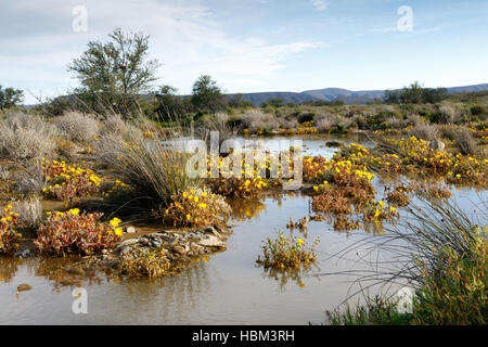 Wetlands in Tankwa Karoo Stock Photo