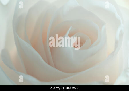 Single white rose avalanche isolated on white background Stock Photo ...