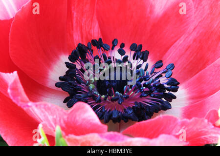 Red poppy flower macro photo Stock Photo