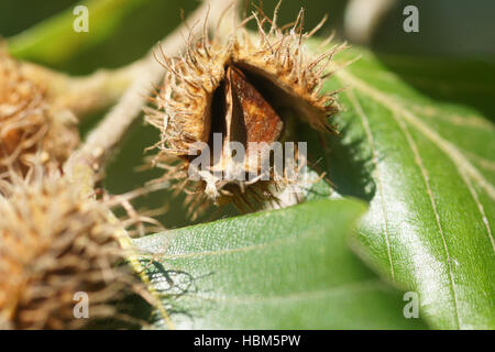 Fagus sylvatica, Beech, beech nuts Stock Photo