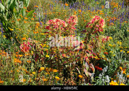 Amaranthus tricolor, Josephs coat Stock Photo